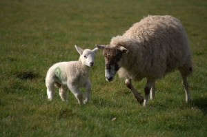 Lambs & Ewes vulnerable as lambing seasons gets underway